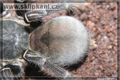 Haplopelma-sp.-Cambodgia